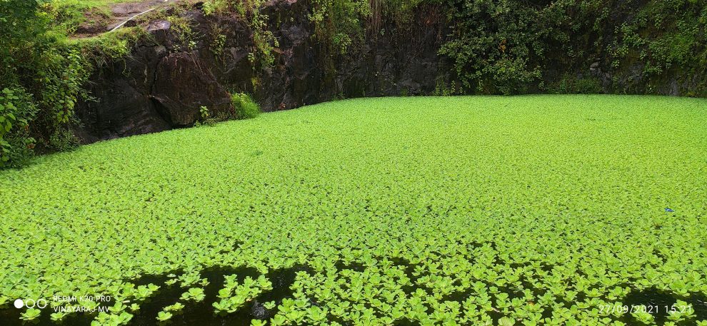 Water lettuce