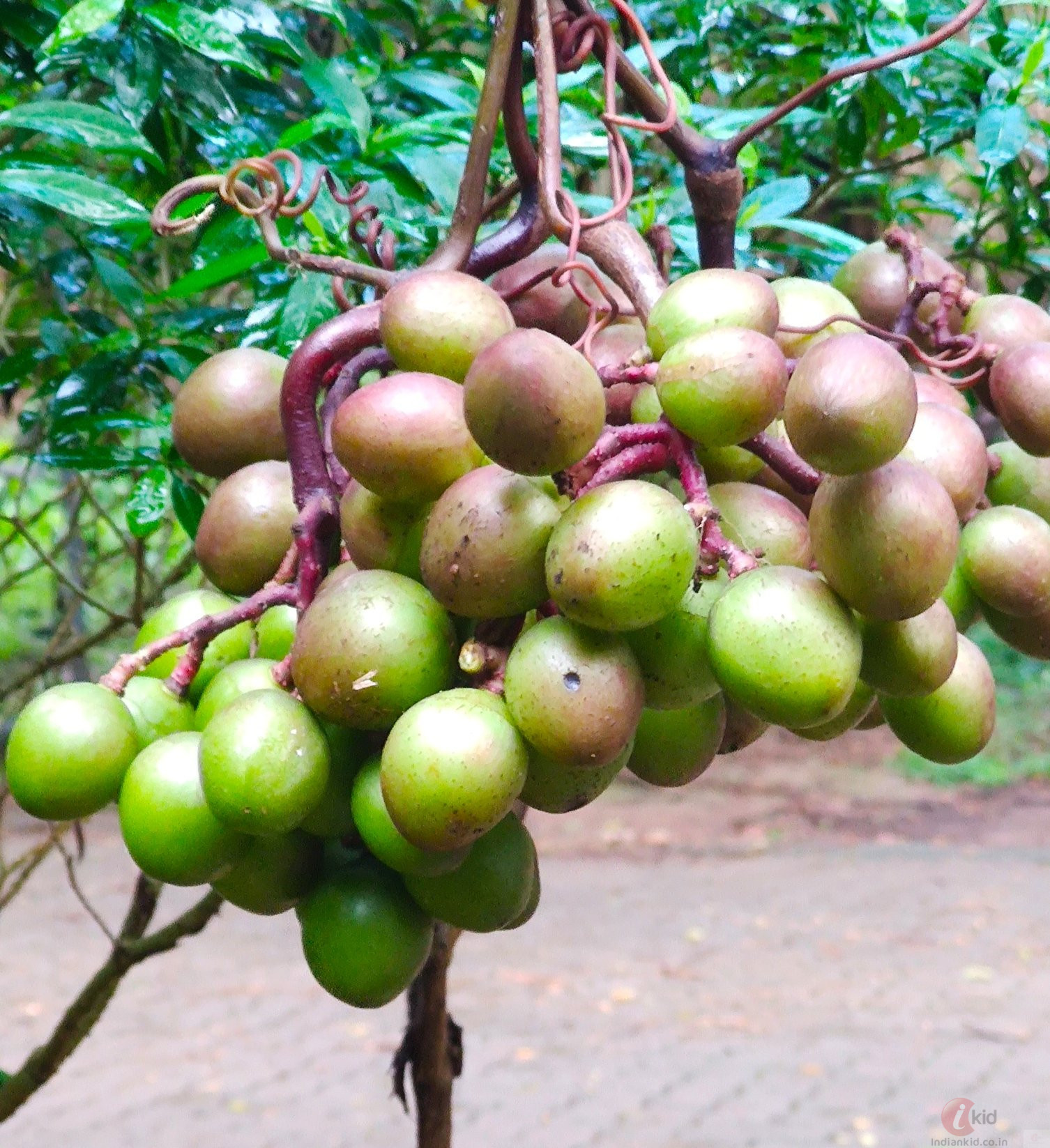 വള്ളിമാങ്ങ Ampelocissus_latifolia