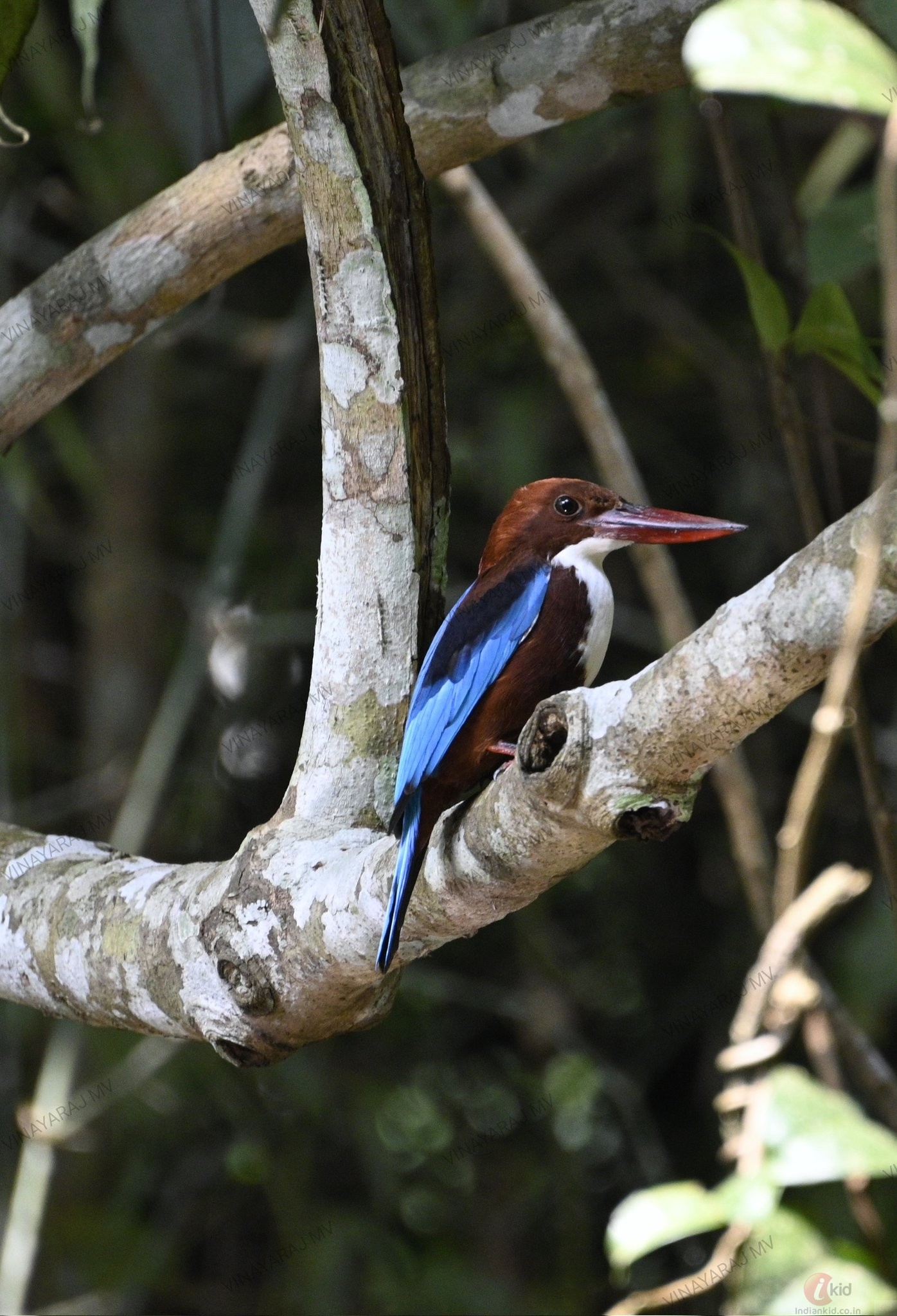 Kingfisher