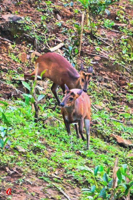 Barking deer