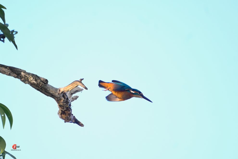 In flight Common Kingfisher